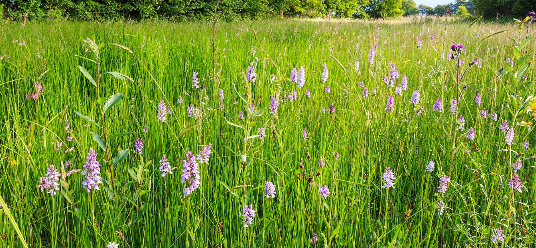 Brede orchis in bloemrijk grasland Brede orchis in bloemrijk grasland
