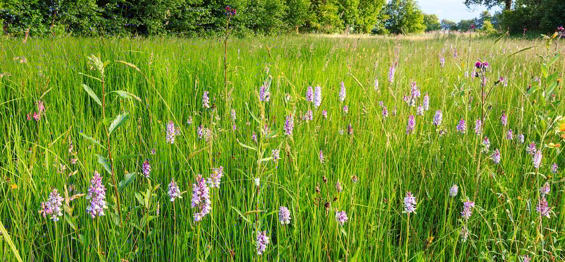 Brede Orchis in bloemrijk grasland Brede Orchis in bloemrijk grasland