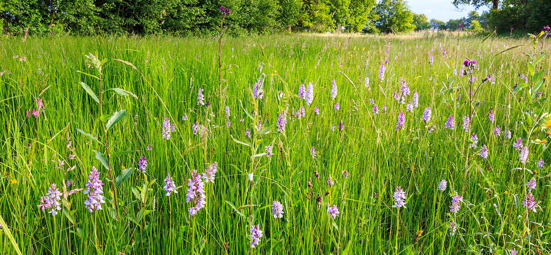 Brede Orchis in bloemrijk grasland