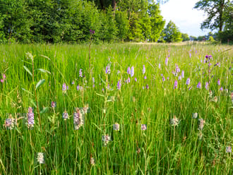 Brede Orchis in bloemrijk grasland