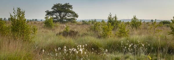 Fochteloërveen: wollegras en pijpestrootje