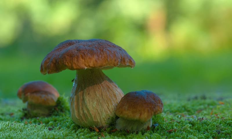 Eekhoorntjesbrood Eekhoorntjesbrood