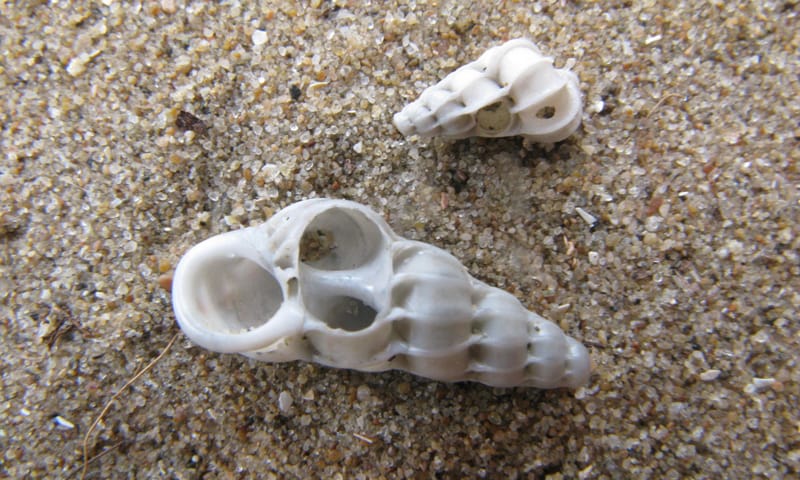 Gewone wenteltrap schelpen