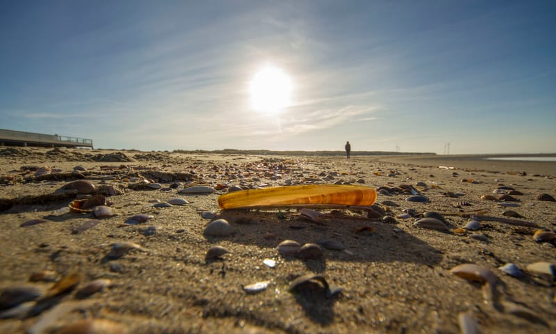 Gewone zwaardschede schelp