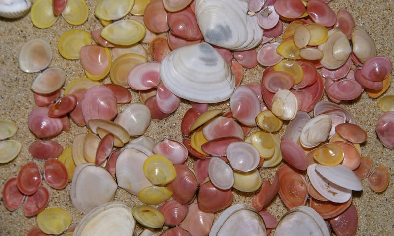 Gewoon nonnetje schelpen