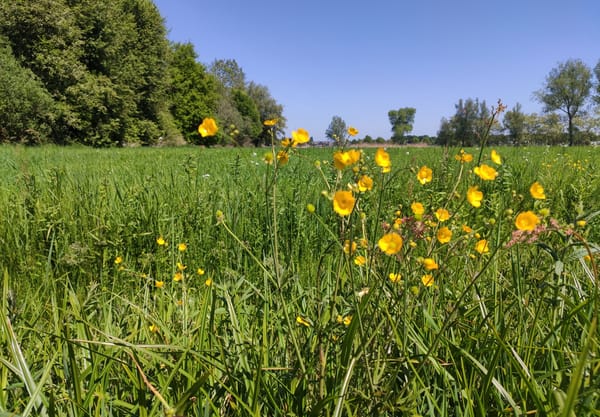 Boterbloem
