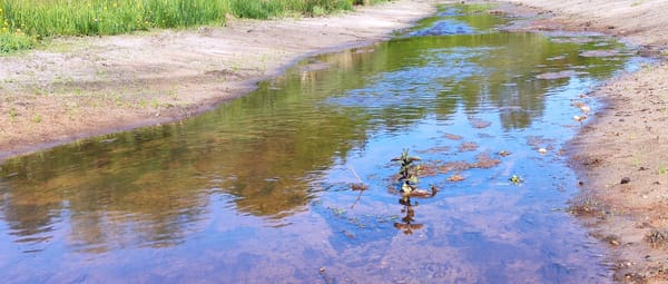 Beekloop Westerhoven oever