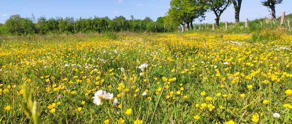 Ganzenbroek boterbloemen