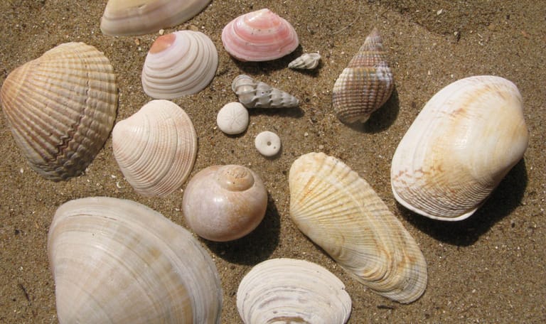 Schelpen op een strand