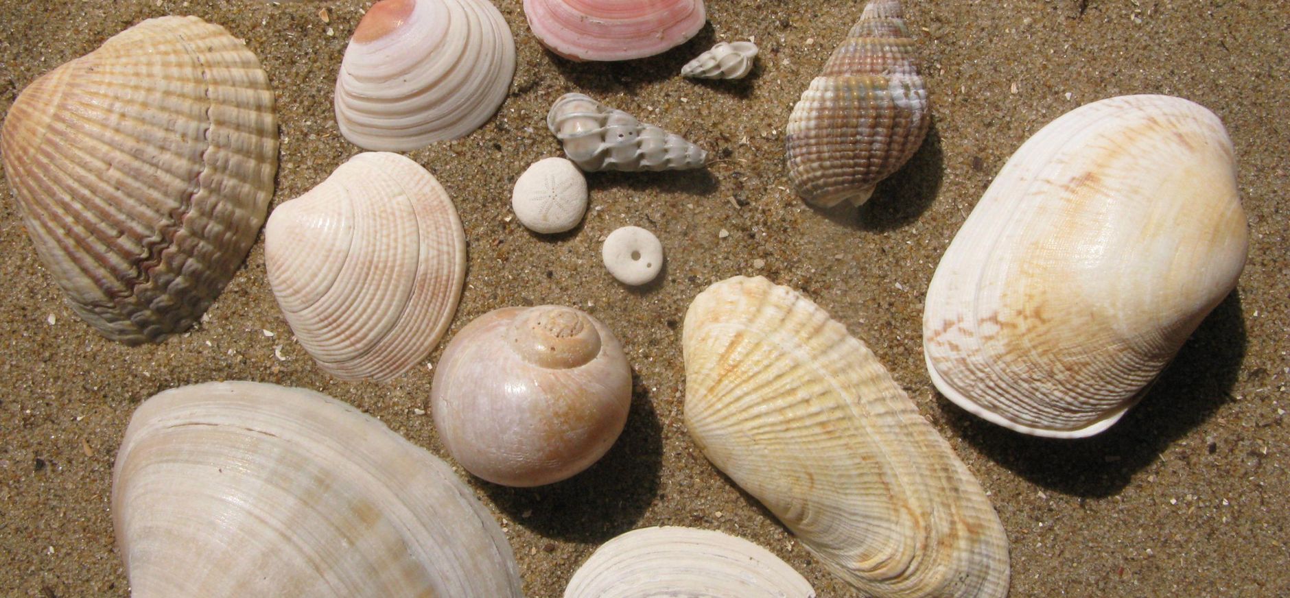 Schelpen op een strand Schelpen op een strand