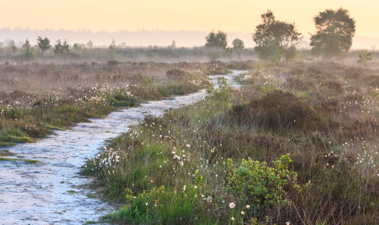 Natuurherstelmaatregelen Fochteloërveen