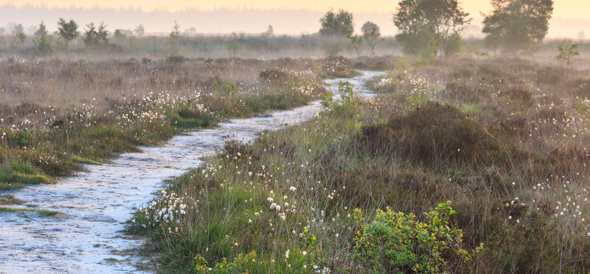 Natuurherstelmaatregelen Fochteloërveen