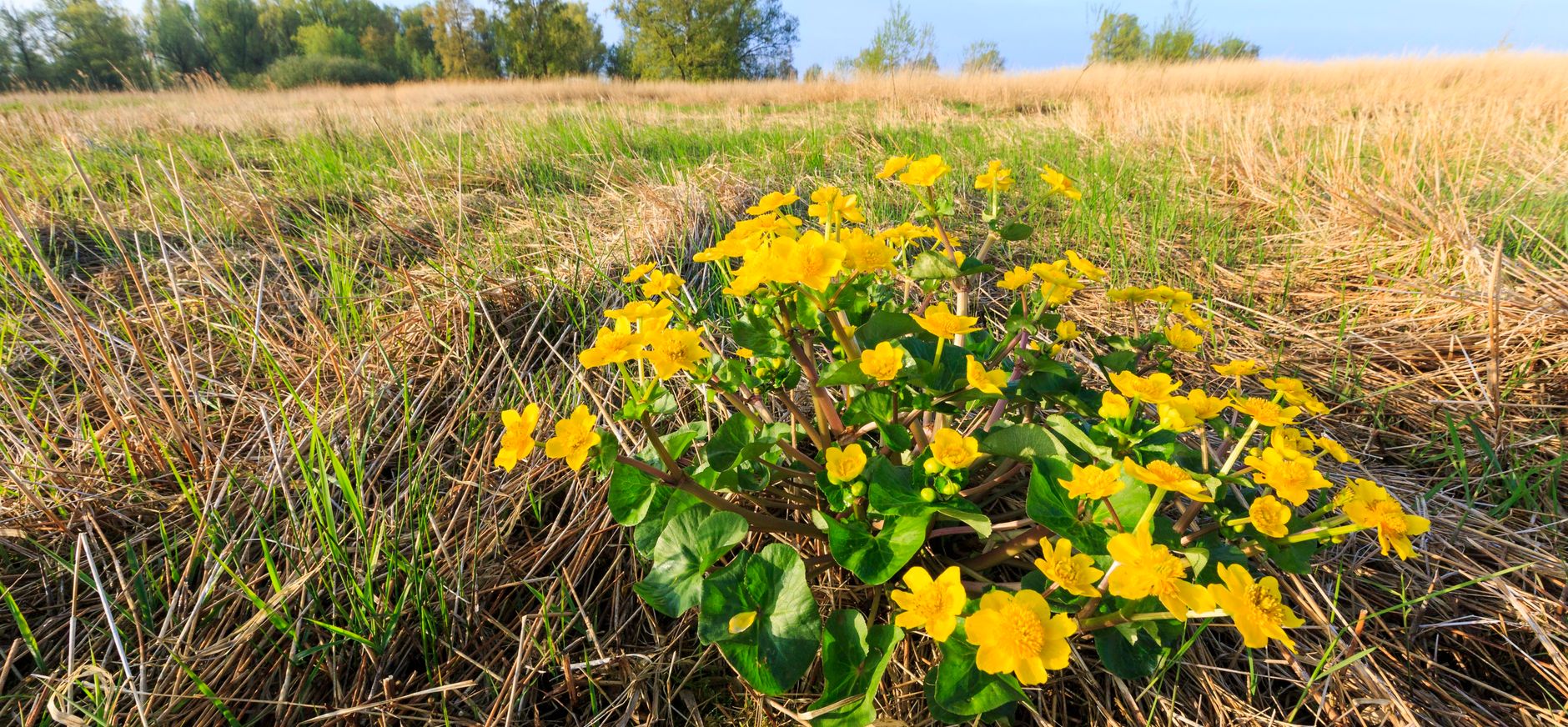 Dotterbloemen