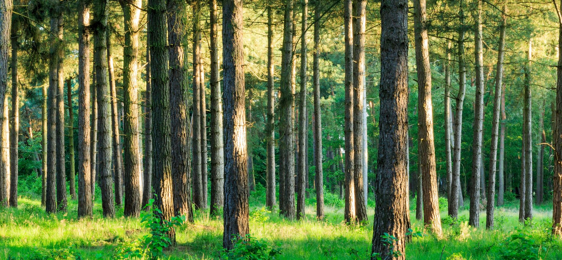 De Plateaux - bos