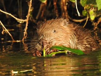 bever zon
