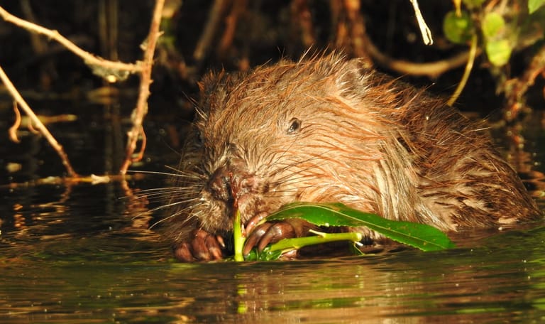 bever zon