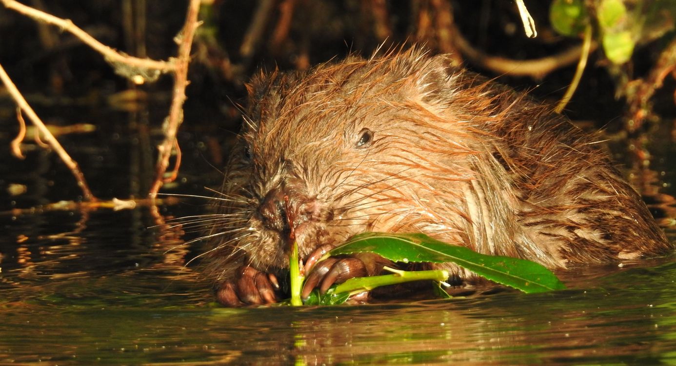 bever zon