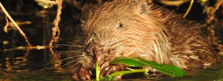bever zon