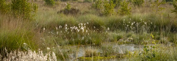 Fochteloërveen: wollegras en pijpestrootje