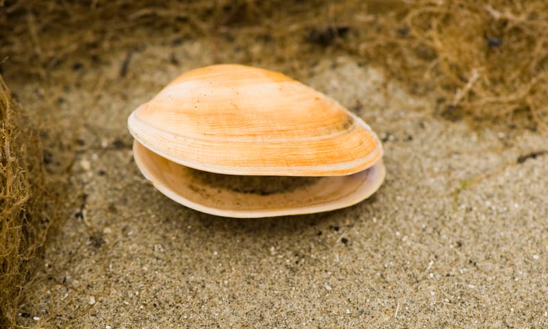 Strandgaper schelp Strandgaper schelp