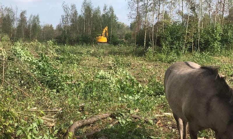 verwijderen vegetatie Dilkensplas