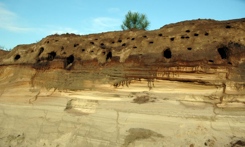 Ontgravingswand oeverzwaluw Meiduinen