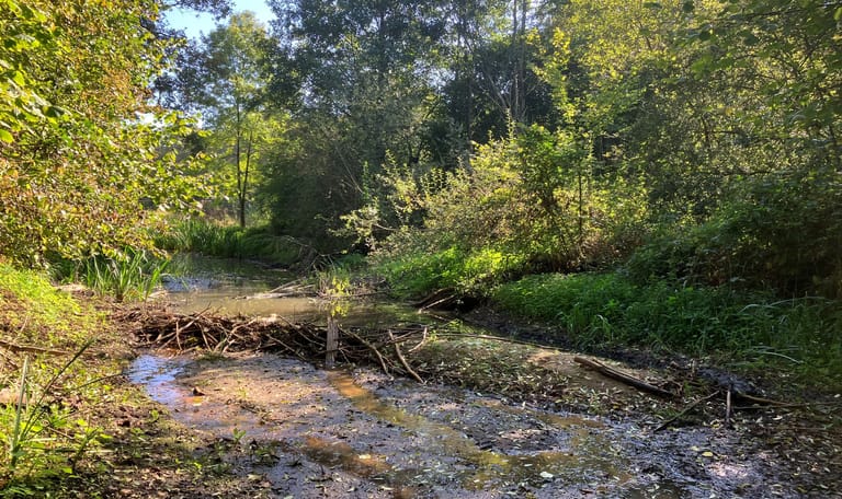 De beverdam op landgoed Hackfort gezien vanaf de droge zijde