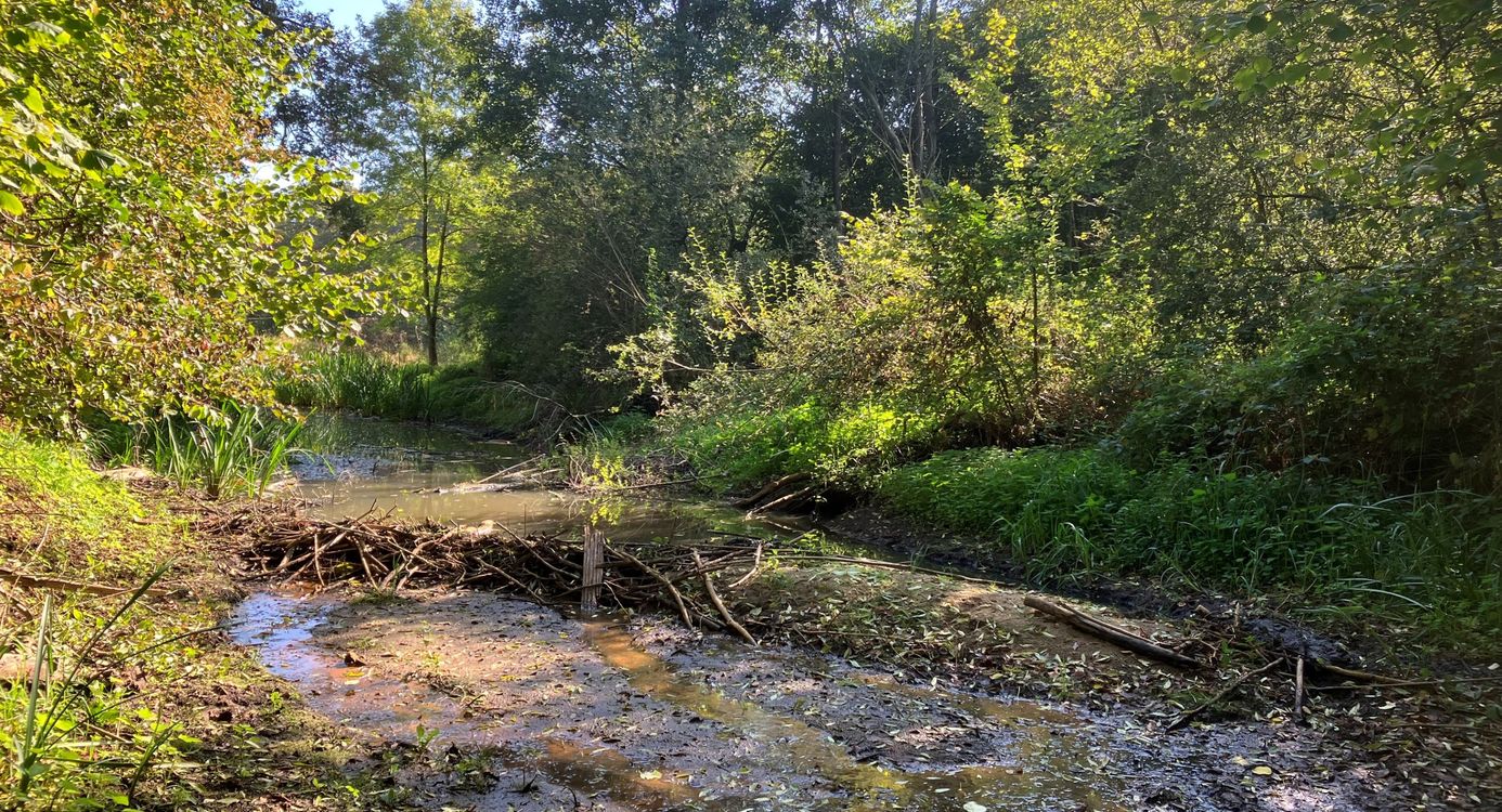 De beverdam op landgoed Hackfort gezien vanaf de droge zijde