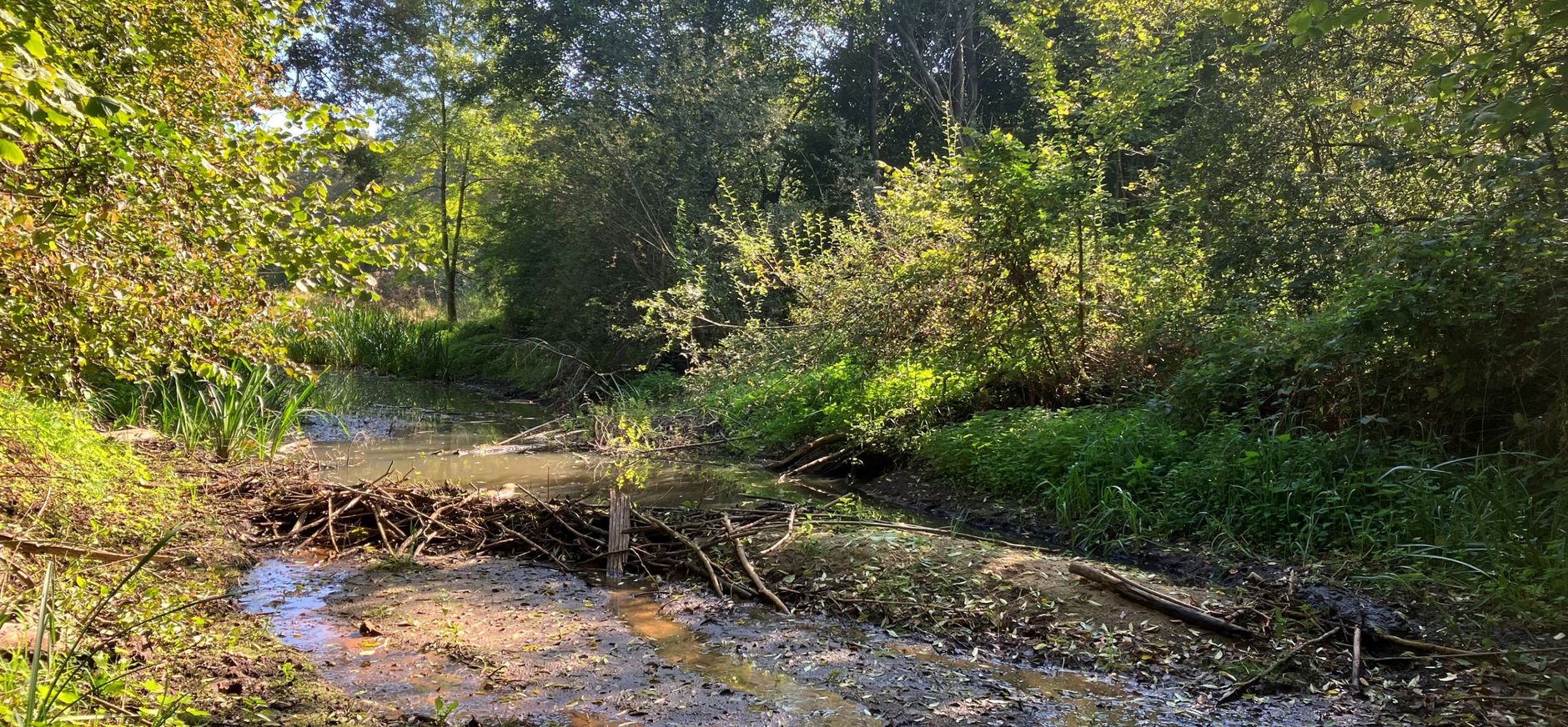 De beverdam op landgoed Hackfort gezien vanaf de droge zijde