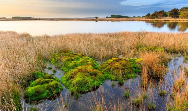 Dwingelderveld