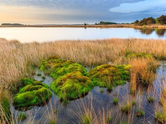 Dwingelderveld