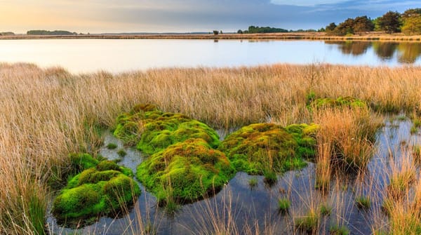 Dwingelderveld