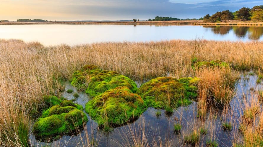 Dwingelderveld