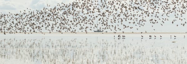 Het wad