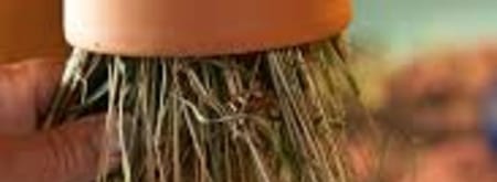 Insectenpot