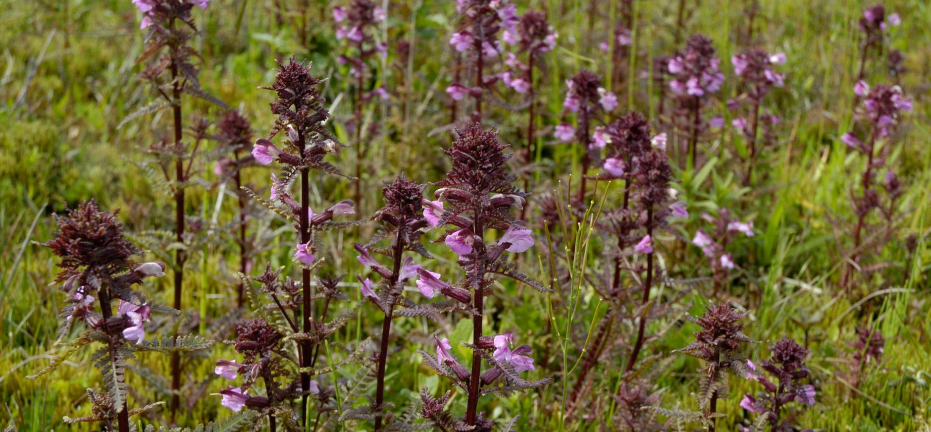 Moeraskartelblad