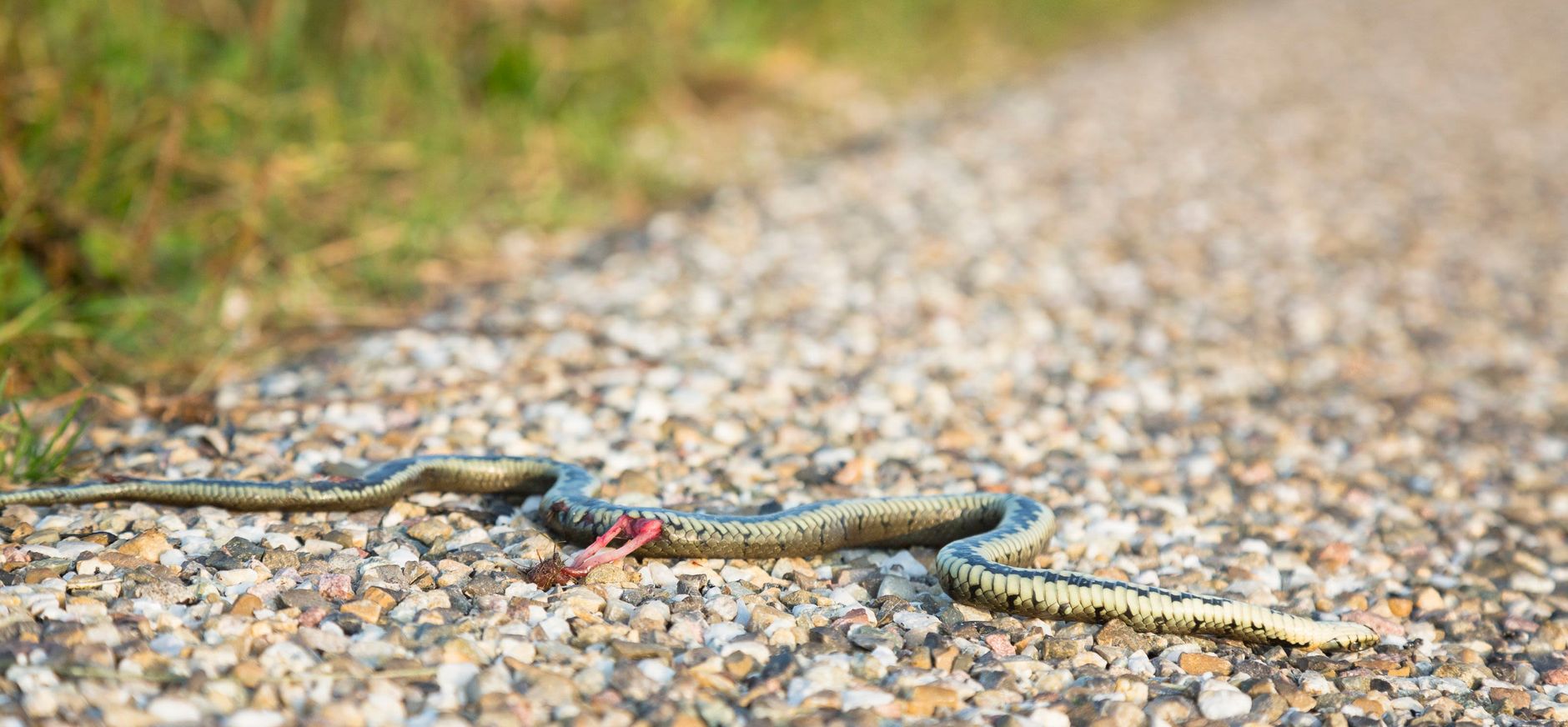 Aangereden ringslang
