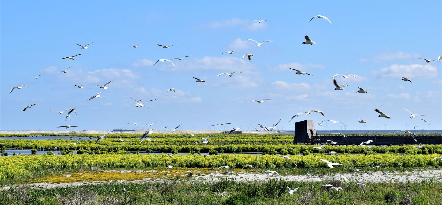 Marker Wadden