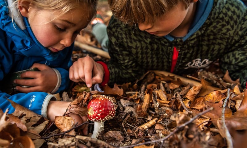 OERRR paddenstoelen
