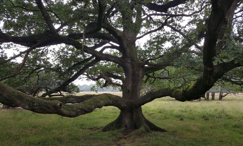 Een veteranenboom behoudt zijn lage takken...