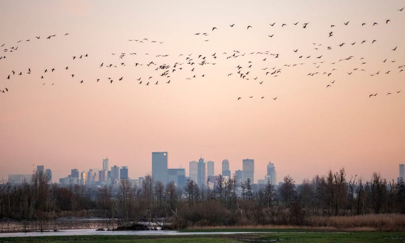 Smienten voor de skyline van Rotterdam