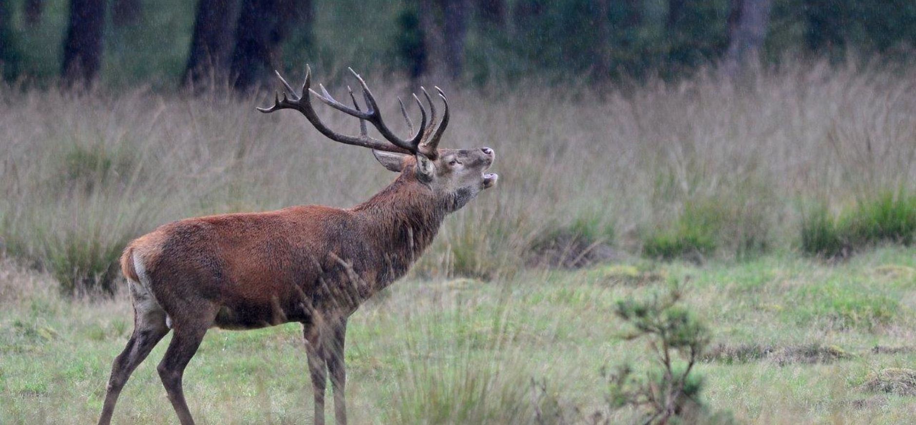 Burlend edelhert
