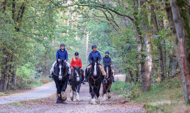 Paardrijden Loonse en Drunense Duinen, ruiterlabel nodig