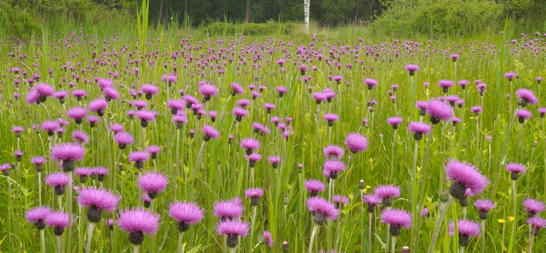 Empese en Tondense Heide natuur versterken en klimaatverandering opvangen
