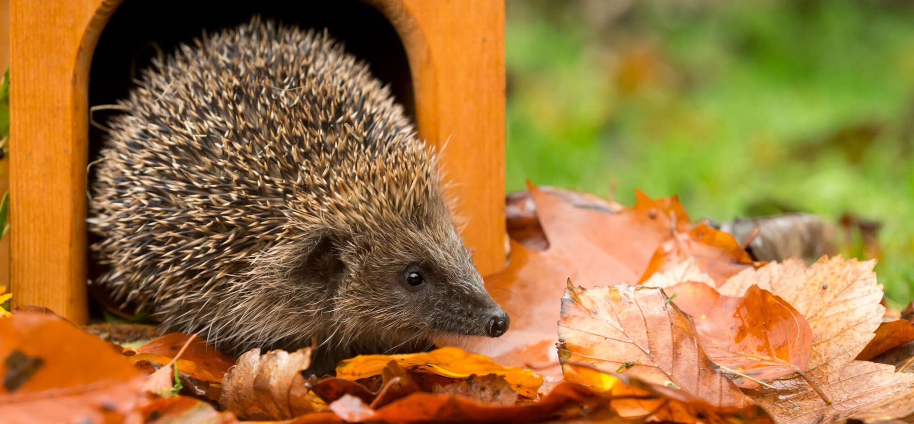 OERRR header pagina egel