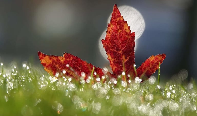 Natuurfotografie tip herfstfoto