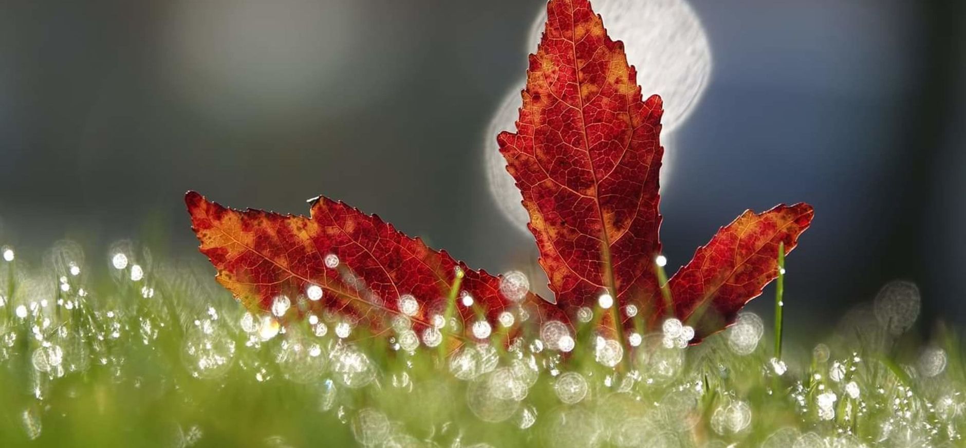 Natuurfotografie tip herfstfoto