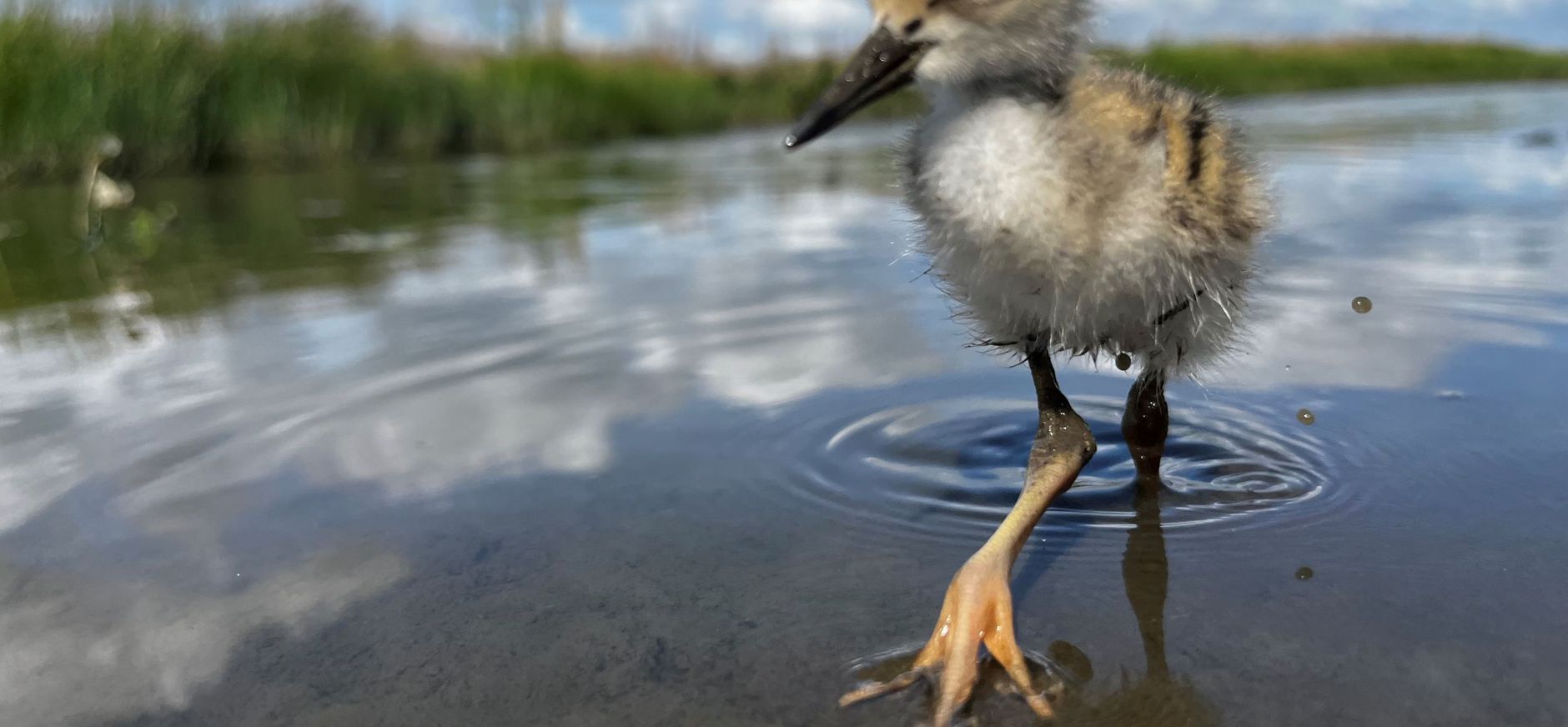 Jonge steltkluut in plasdras