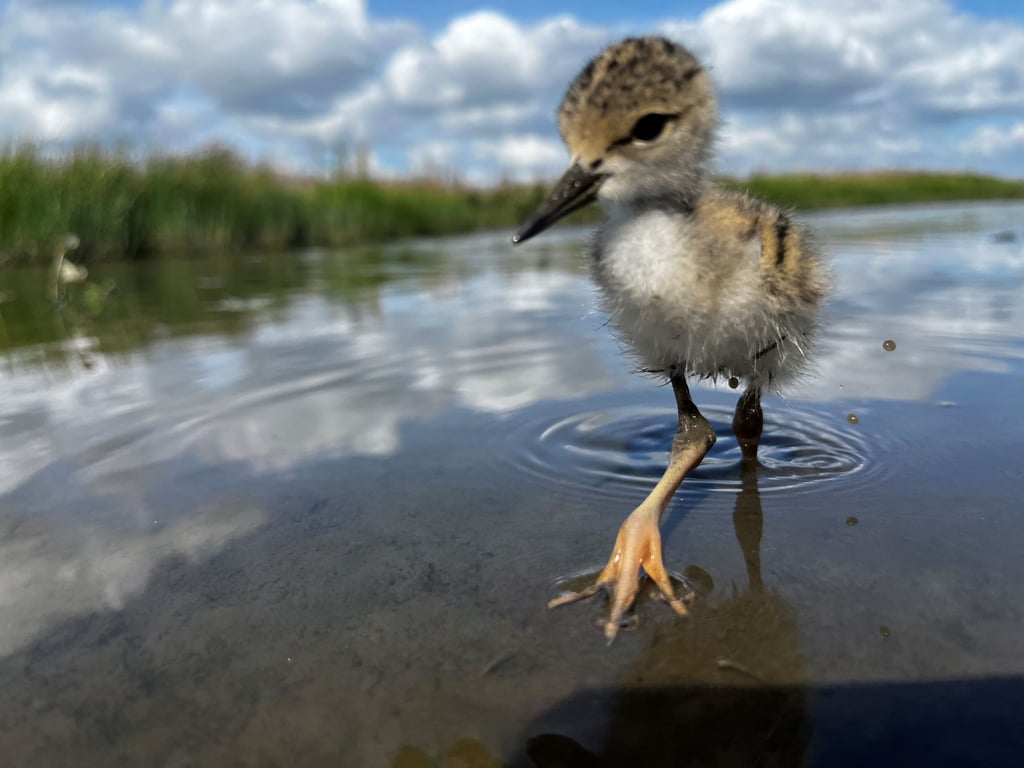 Prinsjesdag: investeren in stikstofreductie zonder investering in natuurbeheer is half werk.