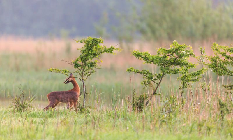 wendelbos